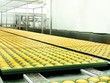 DN thực phẩm “tự tin” đón Tết